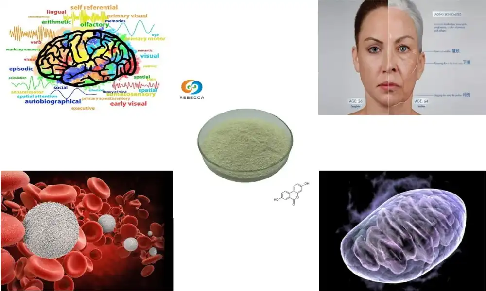 What are the long-term effects of Urolithin A supplementation?